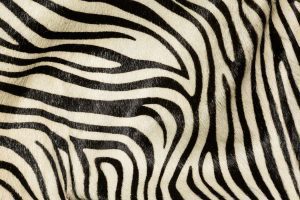 Pony Print - Zebra